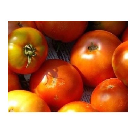 semillas ecolÃ³gicas de tomate tÃ­rvia