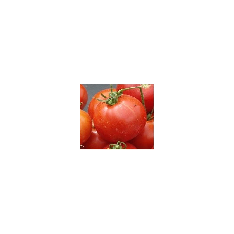 tomate glacier
