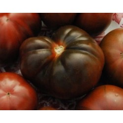 tomate brandywine negro