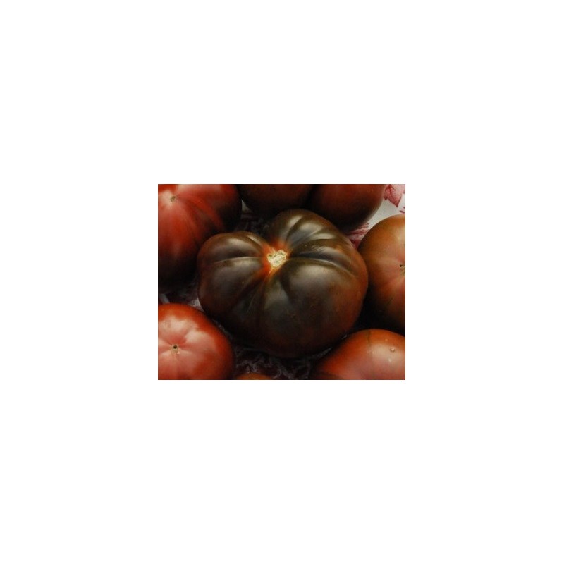 tomate brandywine negro