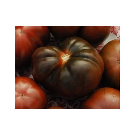 tomate brandywine negro