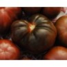 tomate brandywine negro