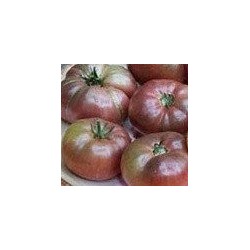 tomate cherokee chocolate