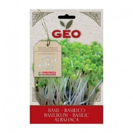 albahaca para germinar geo