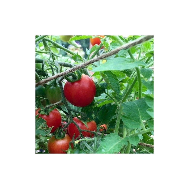 tomate prÃ­ncipe borghese - semillas no tratadas