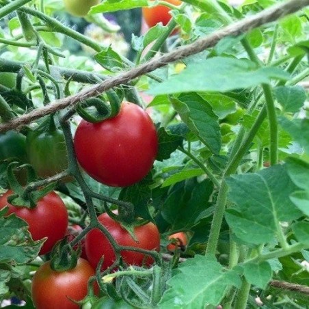tomate prÃ­ncipe borghese - semillas no tratadas