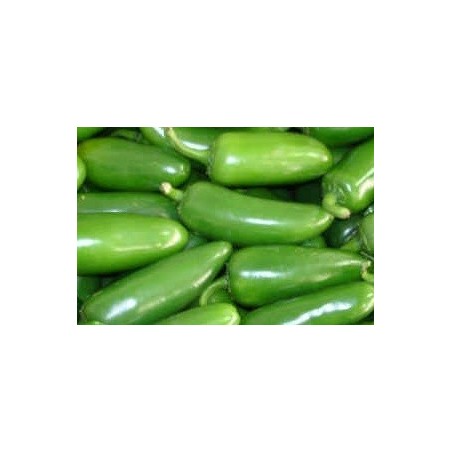 pimiento jalapeÃ±o - semillas no tratadas