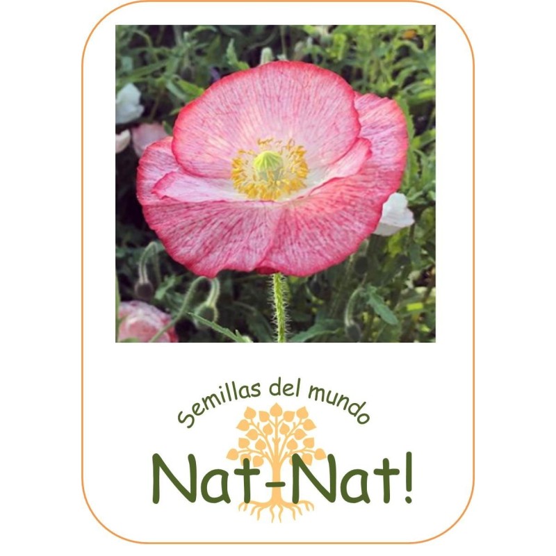 amapola Shirley Poppy doble