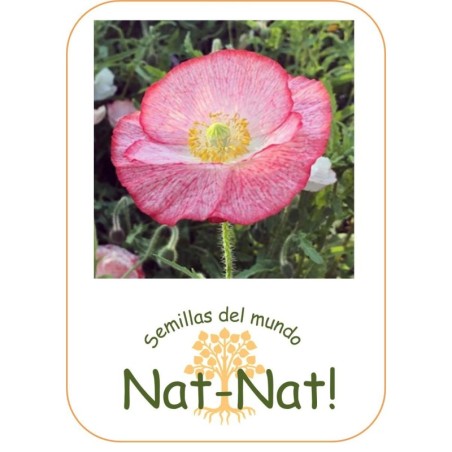 amapola Shirley Poppy doble