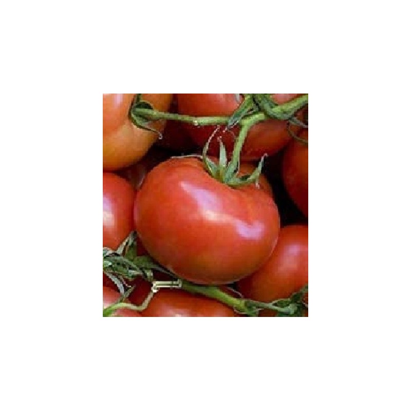Tomate ACE 55 VF - semillas no tratadas