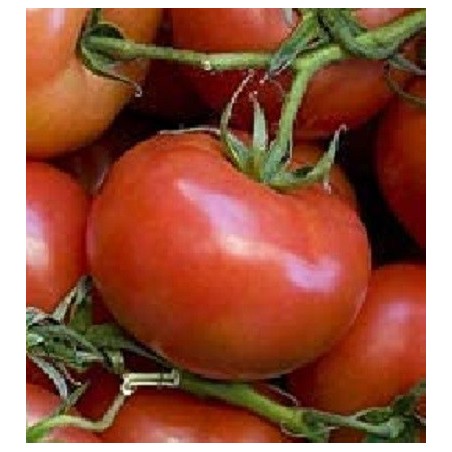 Tomate ACE 55 VF - semillas no tratadas