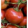 Tomate ACE 55 VF - semillas no tratadas