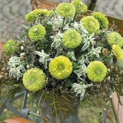 Zinnia Queen Lime - semillas no tratadas