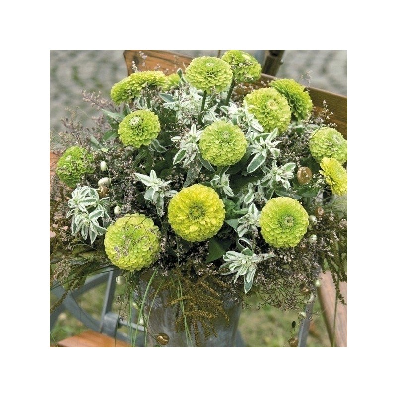 Zinnia Queen Lime - semillas no tratadas