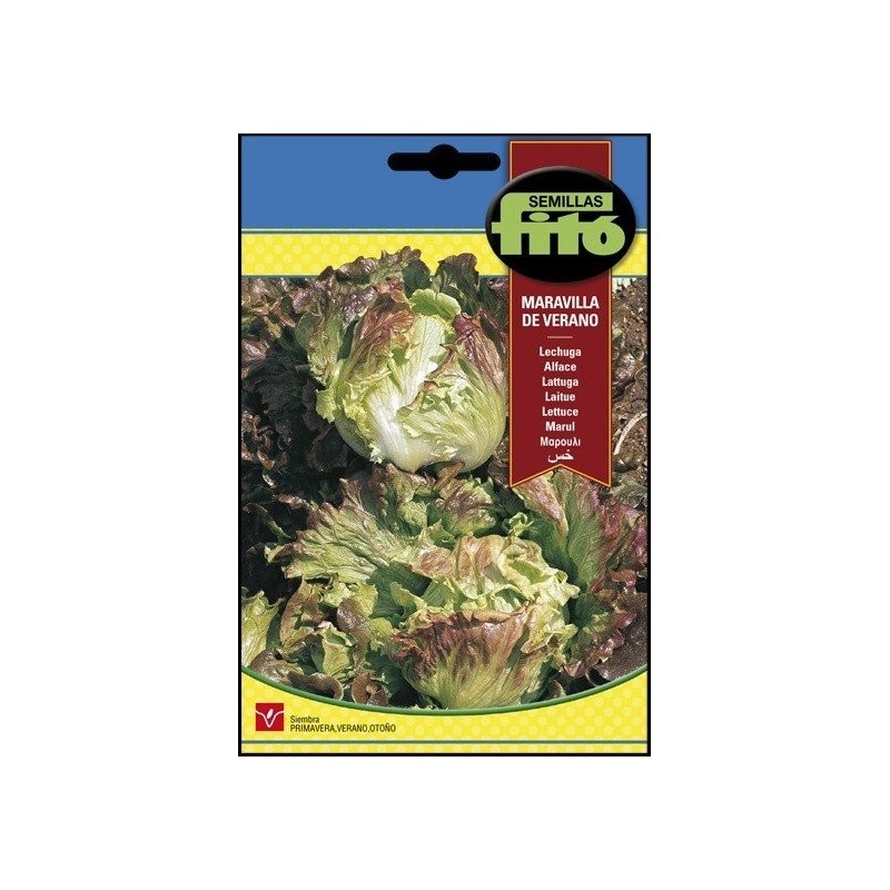 lechuga maravilla de verano