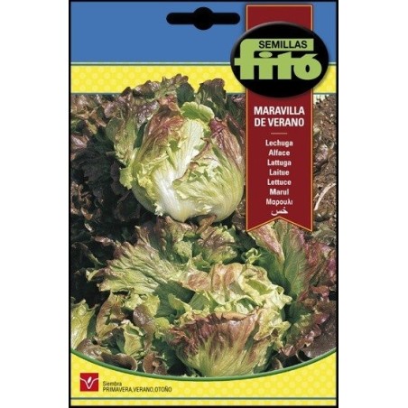 lechuga maravilla de verano