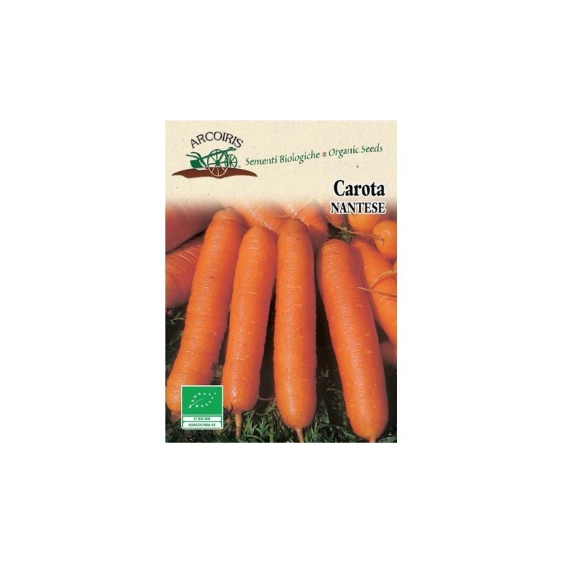 zanahoria nantesa de Chioggia 2 (semillas ecologicas Arcoiris)