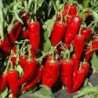 pimiento rojo marconi (semillas no tratadas)
