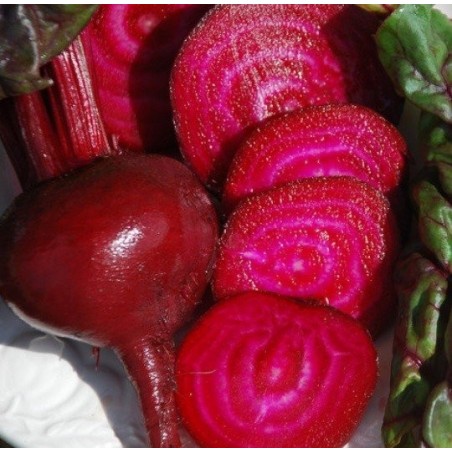 remolacha sangre de toro