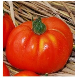 tomate merveille des marches - semillas no tratadas
