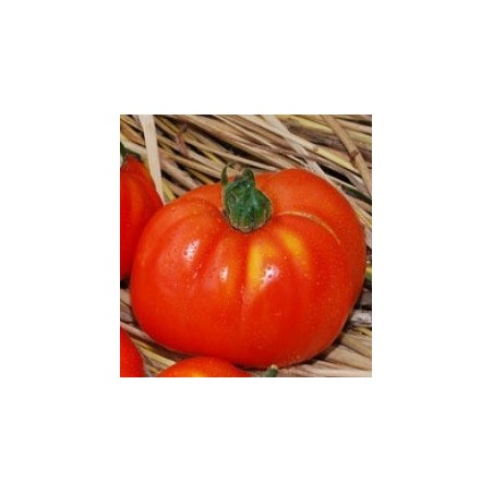 tomate merveille des marches - semillas no tratadas