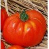 tomate merveille des marches - semillas no tratadas
