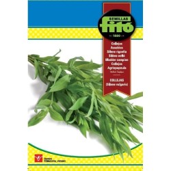 semillas de collejas (silene vulgaris)