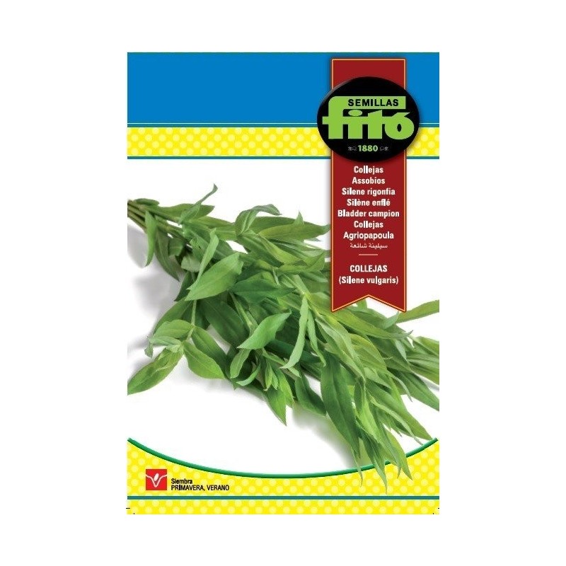 semillas de collejas (silene vulgaris)