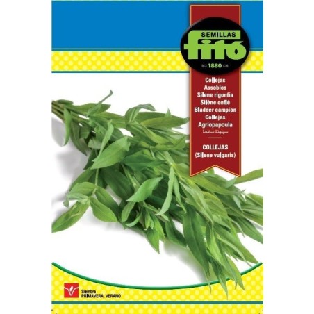 semillas de collejas (silene vulgaris)