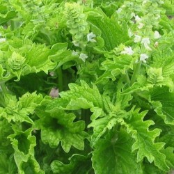 Albahaca Green Ruffles