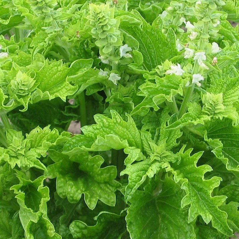 Albahaca Green Ruffles