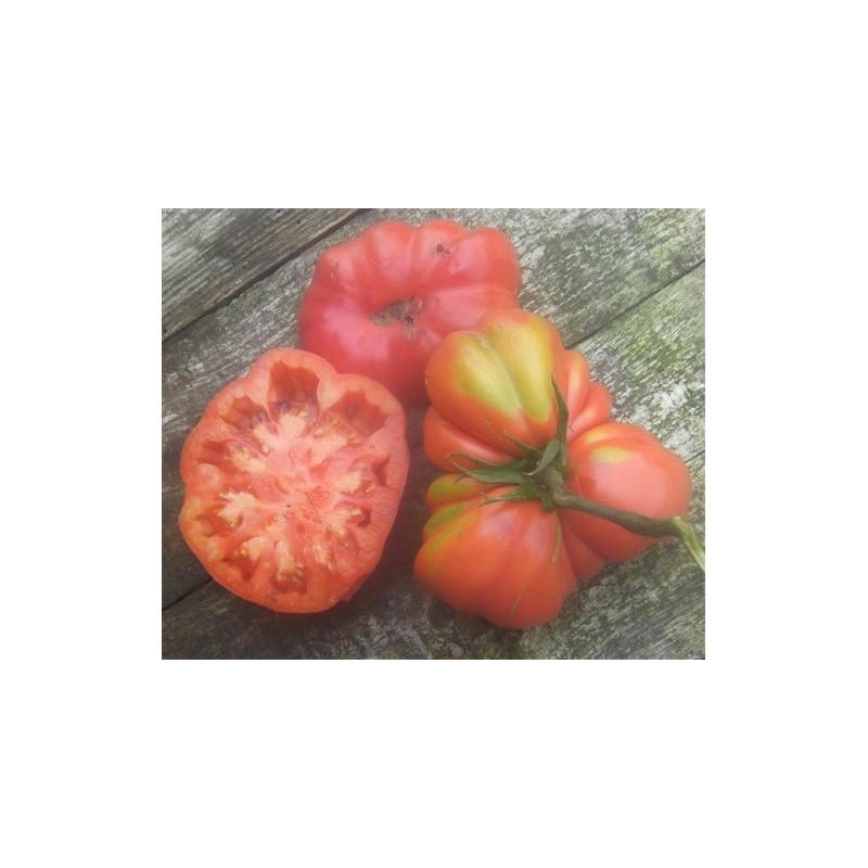 tomate Mary stoutÂ´s Three sided (semillas ecolÃ³gicas)