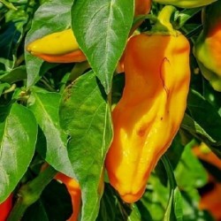 pimiento cuerno de toro amarillo (semillas no tratadas)