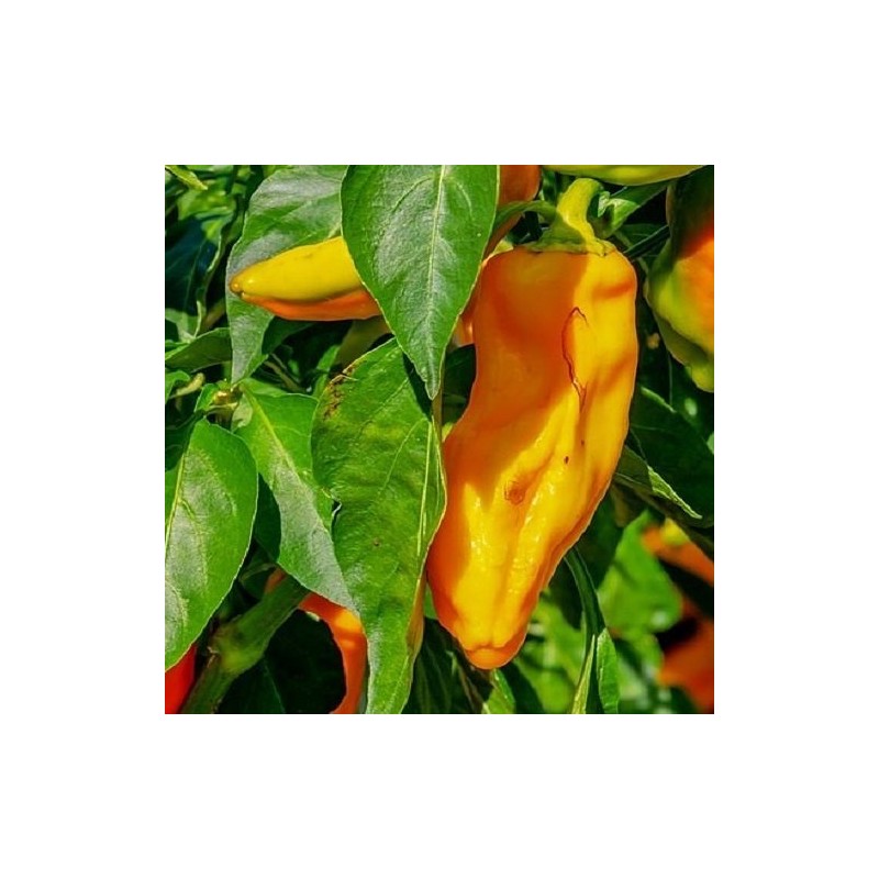 pimiento cuerno de toro amarillo (semillas no tratadas)