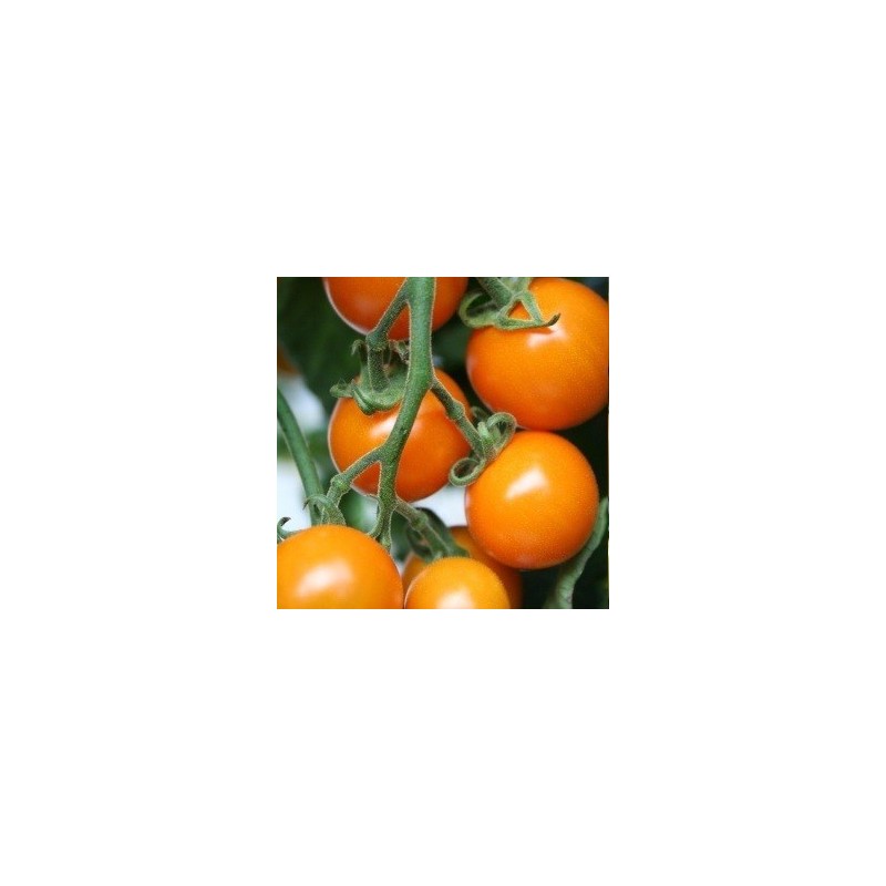 tomate Sungold - cherry naranja F1 - semillas no tratadas