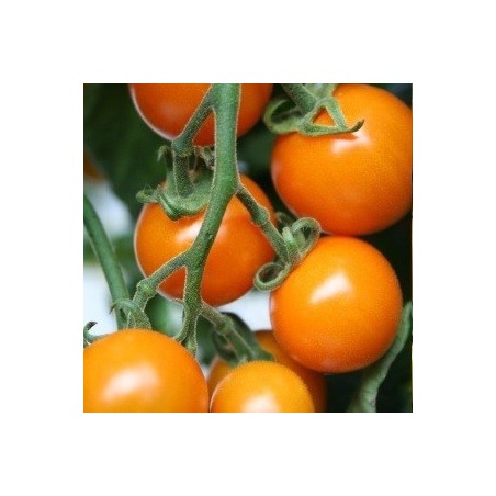 tomate Sungold - cherry naranja F1 - semillas no tratadas