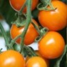 tomate Sungold - cherry naranja F1 - semillas no tratadas