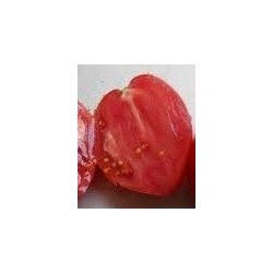 semillas de tomate corazÃ³n de buey