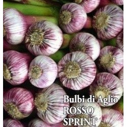 ajo de siembra morado sprint- ecolÃ³gico