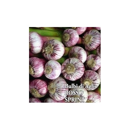 ajo de siembra morado sprint- ecolÃ³gico