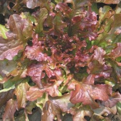 lechuga red salad bolw - semillas no tratadas