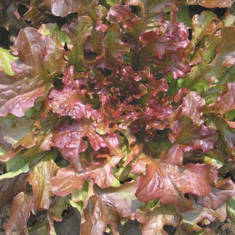 lechuga red salad bolw - semillas no tratadas