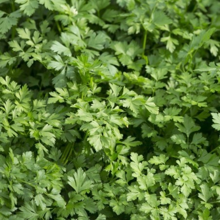 Perejil Gigante de Italia - semillas no tratadas