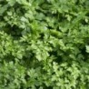 Perejil Gigante de Italia - semillas no tratadas