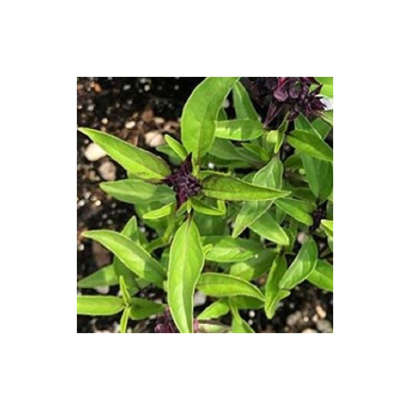 Albahaca tailandesa Reina de Siam (semillas no tratadas)