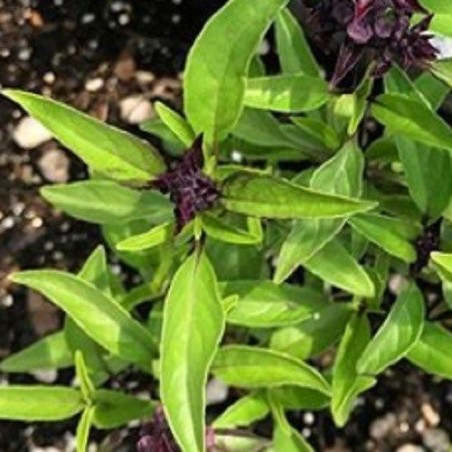 Albahaca tailandesa Reina de Siam (semillas no tratadas)