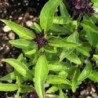 Albahaca tailandesa Reina de Siam (semillas no tratadas)