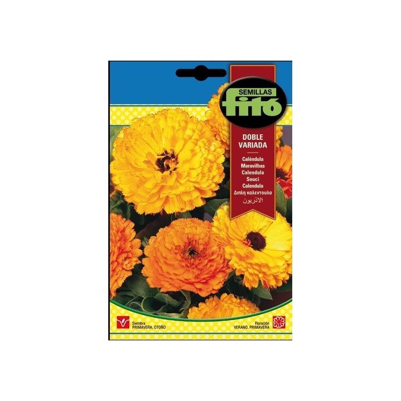 calendula doble variada