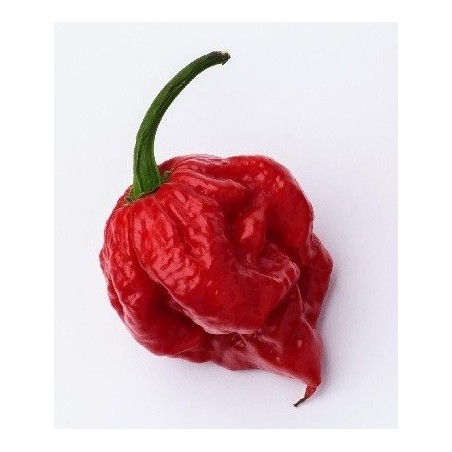 pimiento Carolina reaper