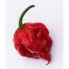 pimiento Carolina reaper